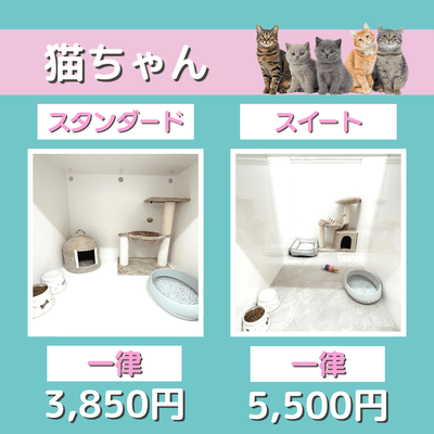 ペットホテル 猫ちゃん スタンダード 一律￥3,850 スイート 一律￥5,500