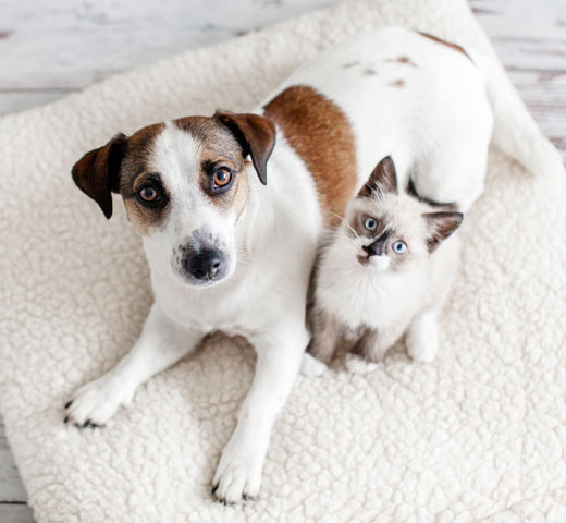 犬と猫