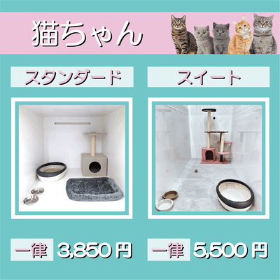 ペットホテル 猫ちゃん スタンダード 一律￥3,850 スイート 一律￥5,500