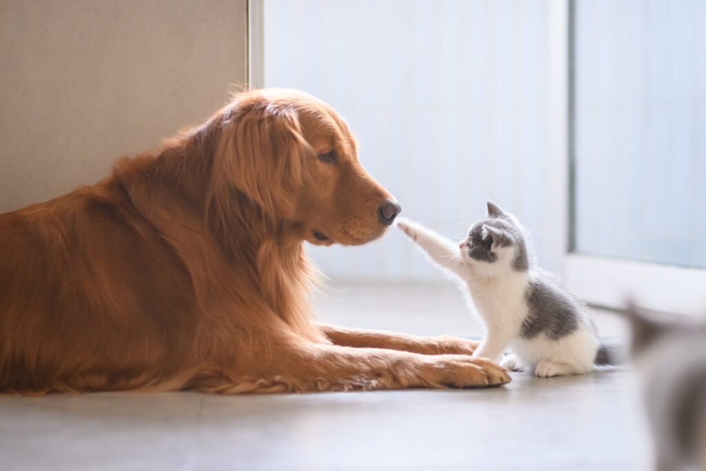 ゴールデンレトリバーと猫が見つめ合う