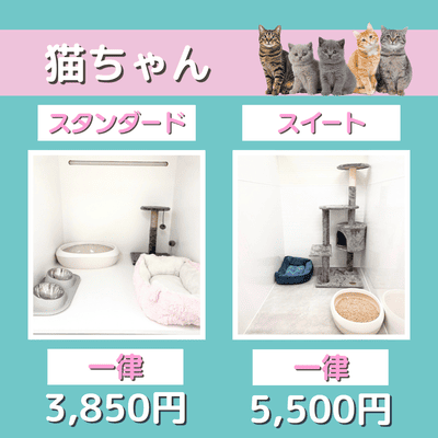 ペットホテル 猫ちゃん スタンダード 一律￥3,850 スイート 一律￥5,500