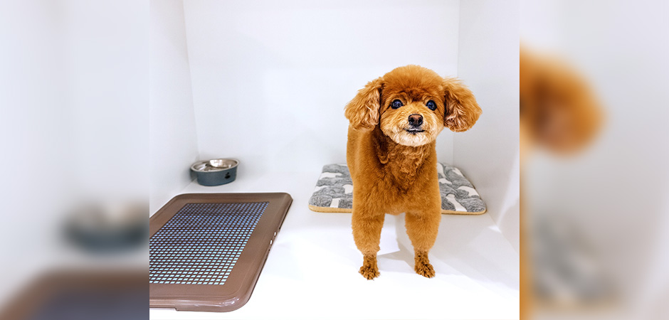 ワンルーク神戸中央区店のペットホテル