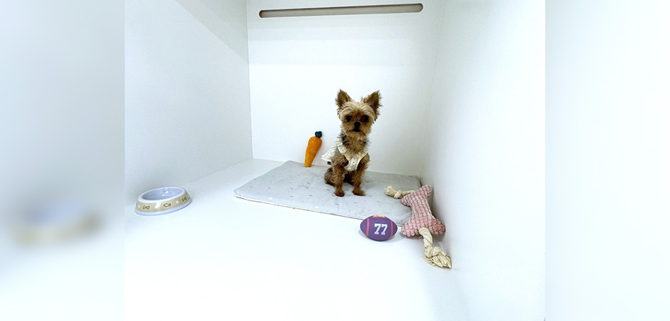 ワンルーク世田谷区経堂店のペットホテル