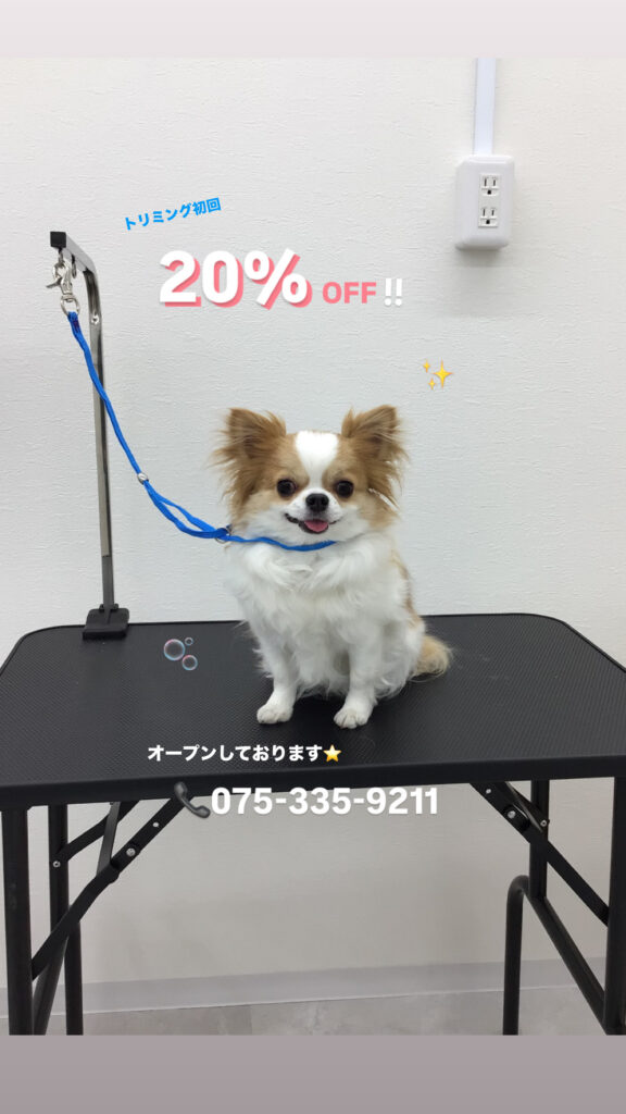 初回トリミング20%OFF