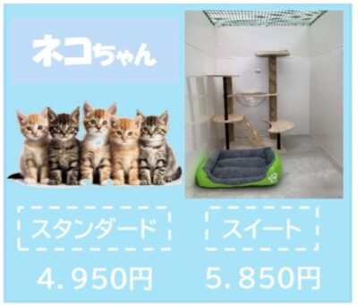 ペットホテル 猫ちゃん スタンダード 一律￥4,400～ スイート 一律￥5,500