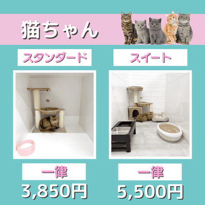 ペットホテル 猫ちゃん スタンダード 一律￥3,850 スイート 一律￥5,500