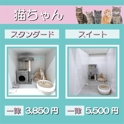 ペットホテル 猫ちゃん スタンダード 一律￥3,850 スイート 一律￥5,500