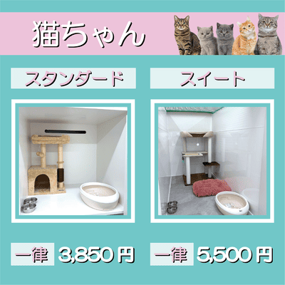ペットホテル 猫ちゃん スタンダード 一律￥3,850 スイート 一律￥5,500