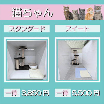 ペットホテル 猫ちゃん スタンダード 一律￥3,850 スイート 一律￥5,500