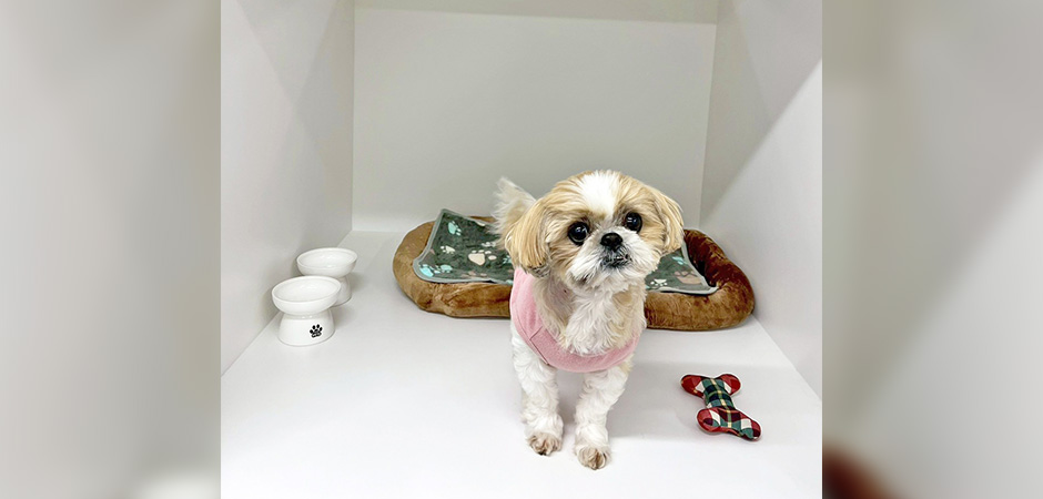 ワンルーク横浜都筑区店のペットホテル