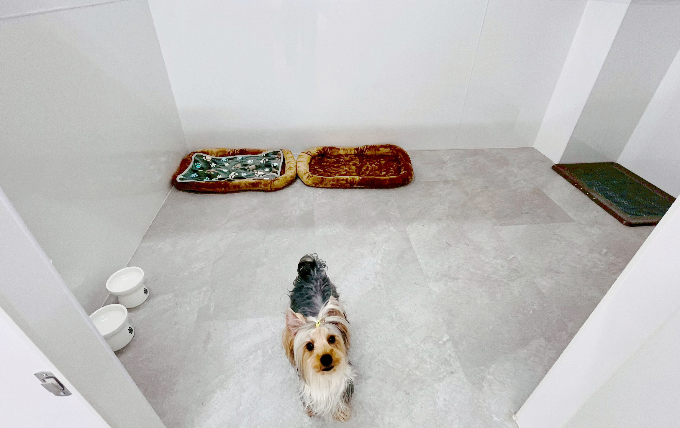 ワンルーク横浜都筑区店のペットホテルプレミアムルーム