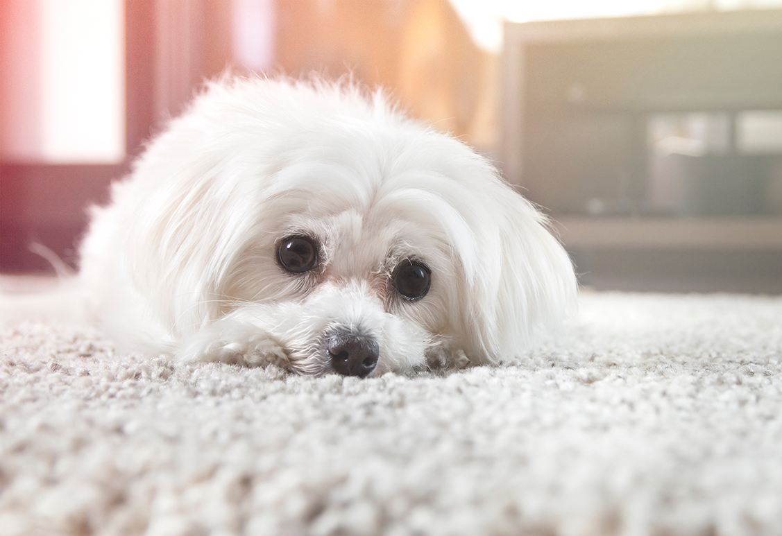 困り顔のわんちゃん