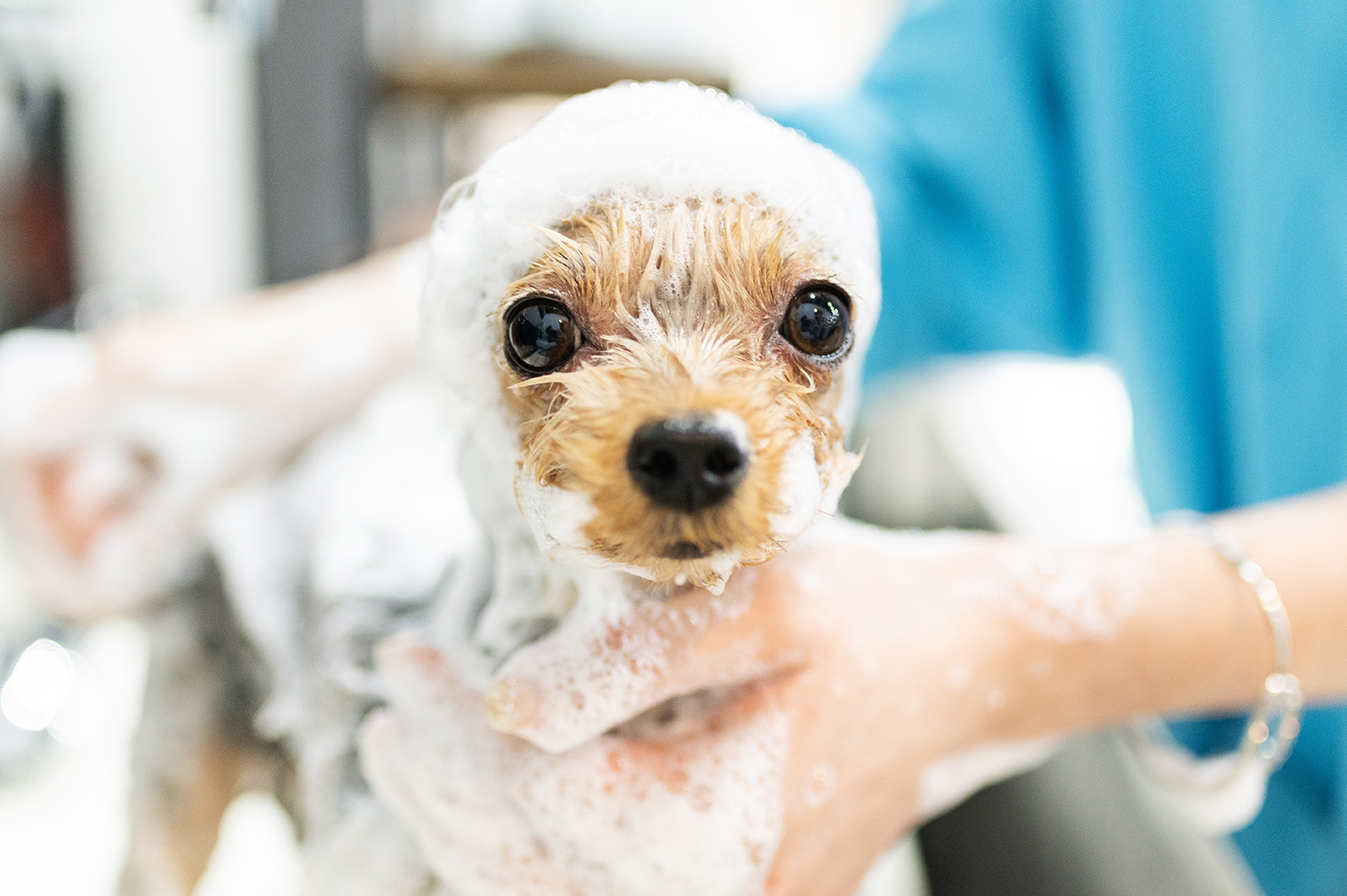 シャンプーの頻度は