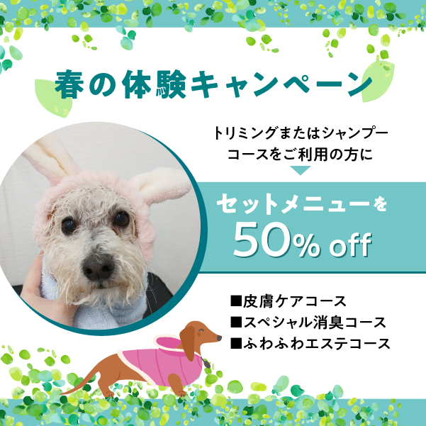 春の体験キャンペーン セットメニュー半額