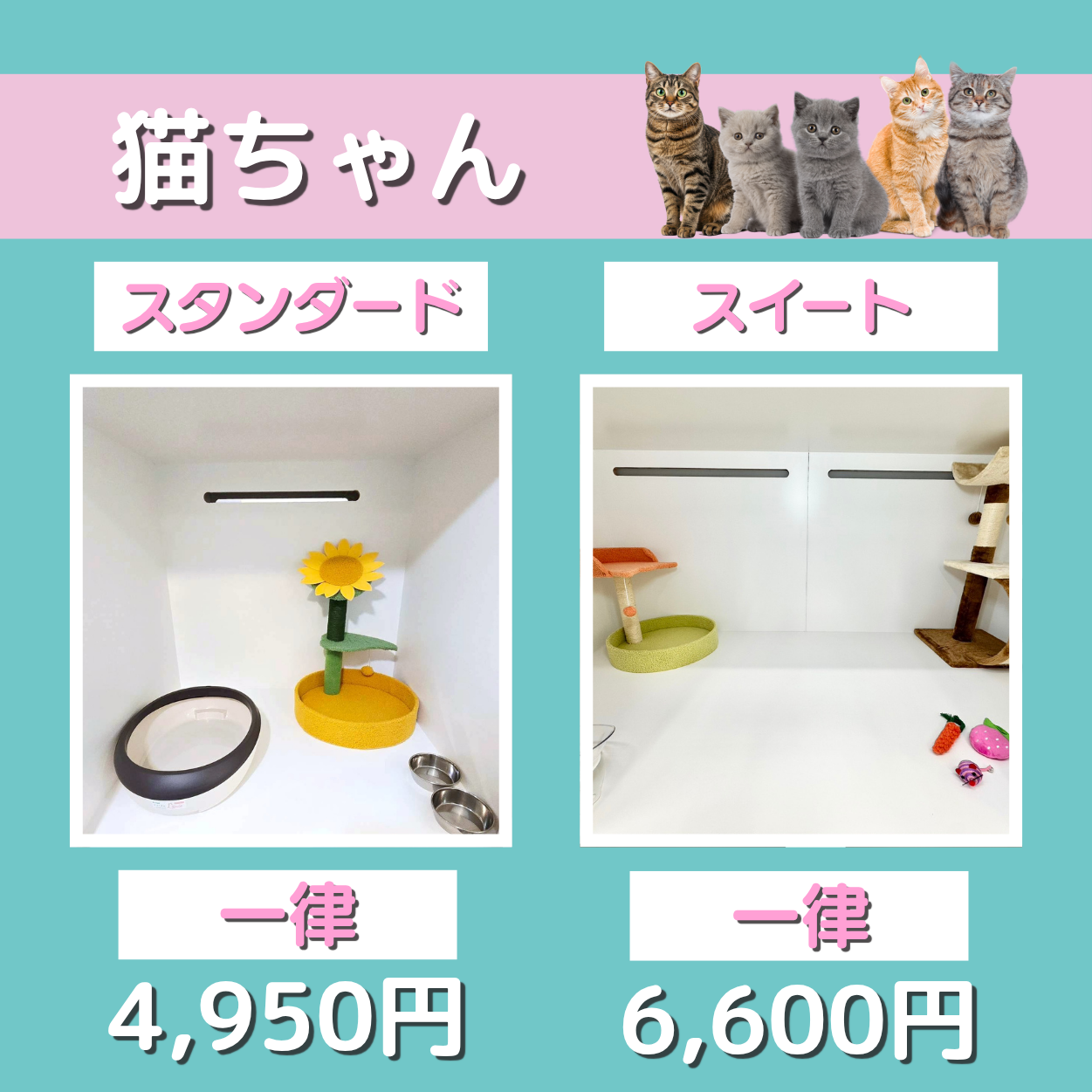ペットホテル 猫ちゃん スタンダード 一律￥4,950 スイート 一律￥6,600